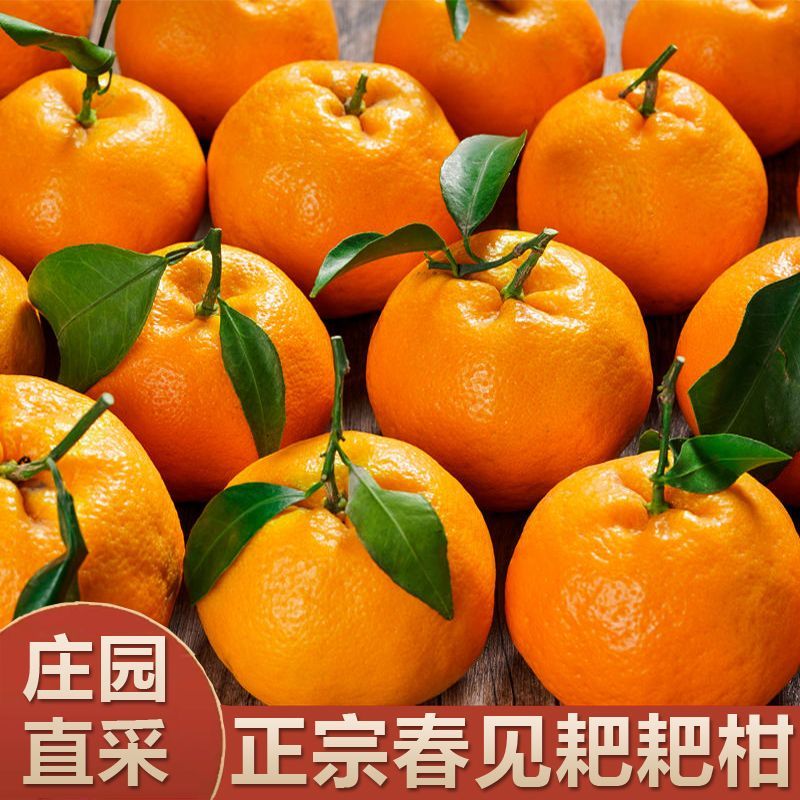 【老树鲜果】正宗四川蒲江春见耙耙柑丑桔粑粑柑橘子当季新鲜水果桔