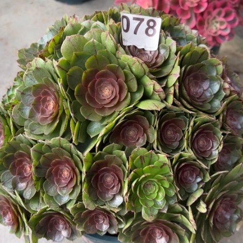 078万拉丝朵朵30厘米左右