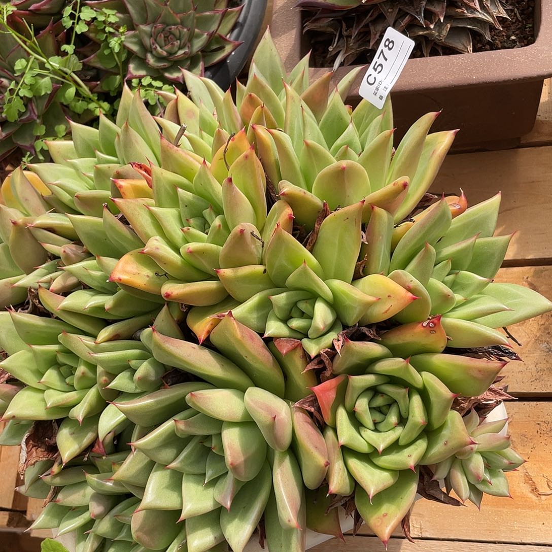 若如东云单排C578