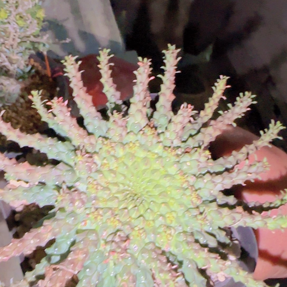 健****力块根植物块根植物