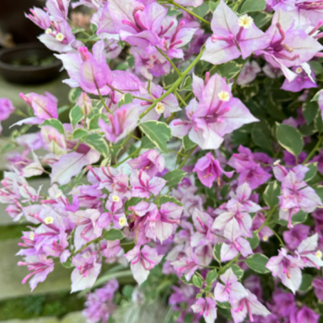 森朴【银边雪紫】原生扦插袋苗三角梅（包花色对版不包售后）