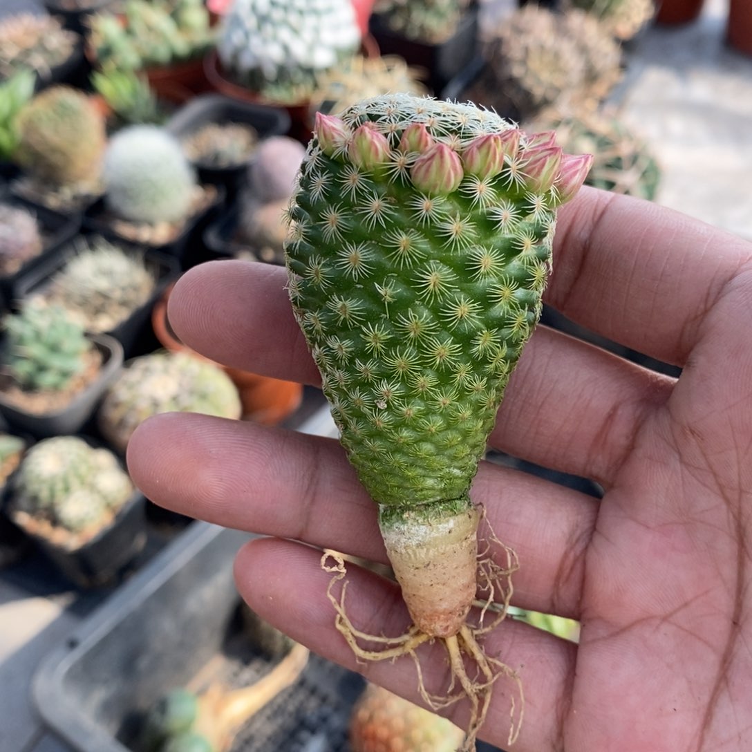 植播园艺白子法师