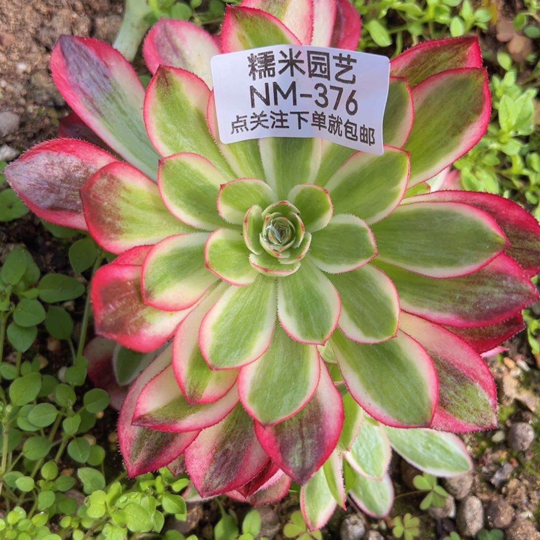 荔枝对肉植物376