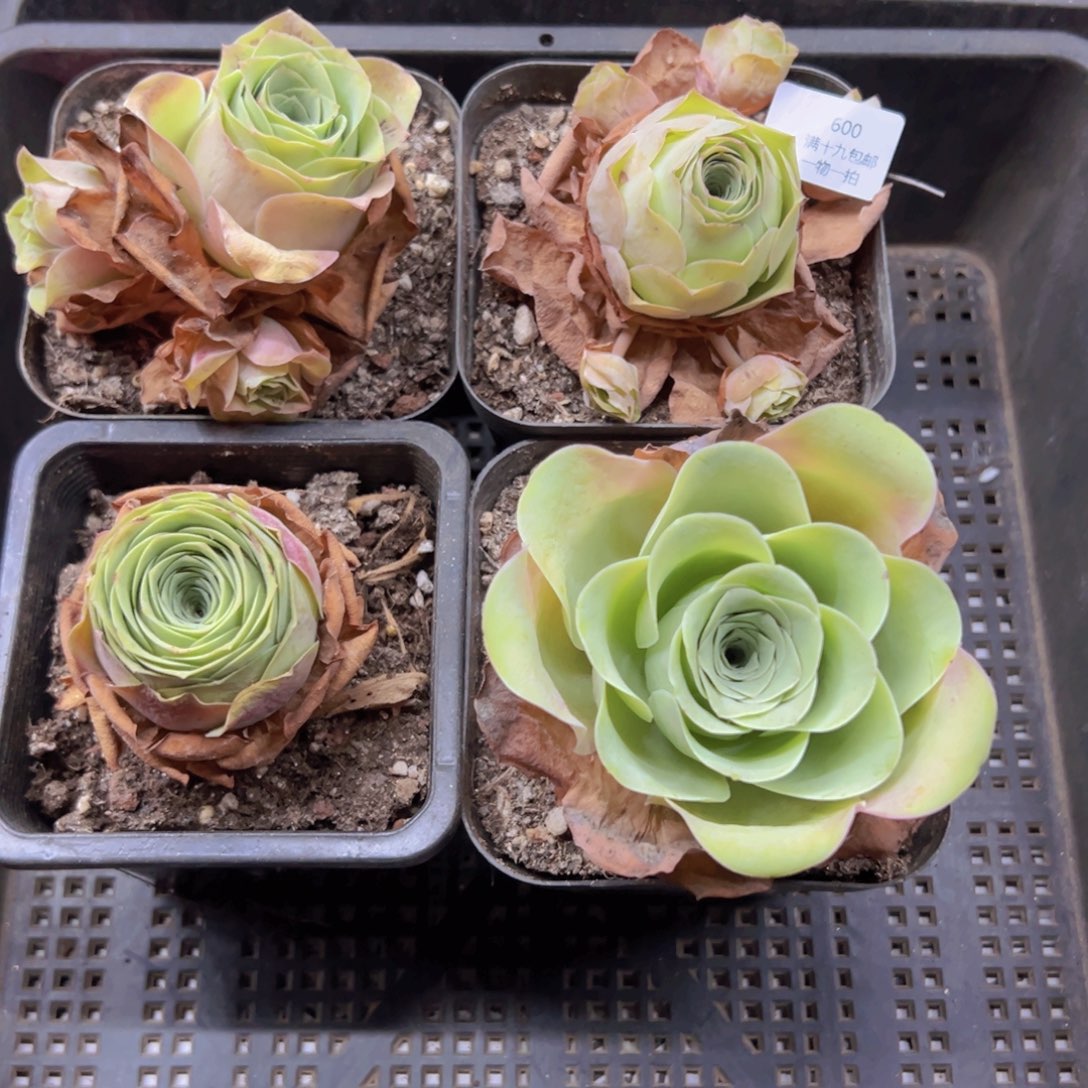 600 侧牙掉了不包损无售后