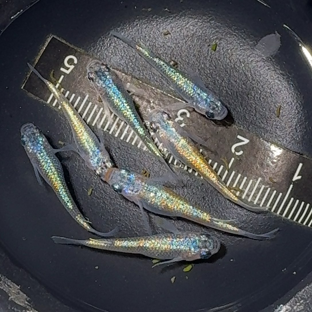 海水鱼克拉斯一组11