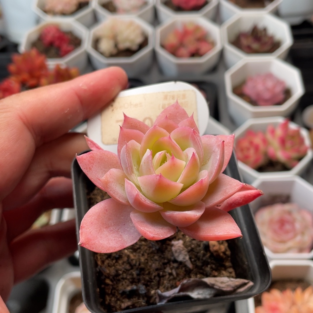 丝绸面纱7005-5.5厘米