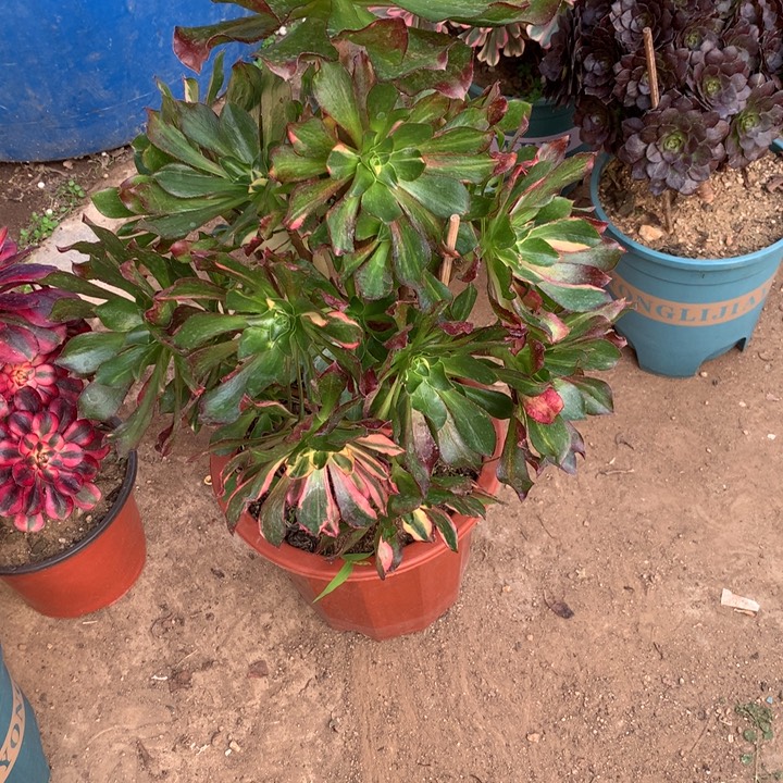 冰***啡207魅影七彩多肉植物特价