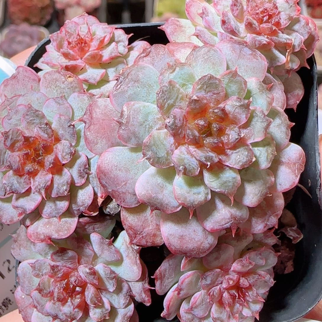 花语多肉1205-155整溏心母本