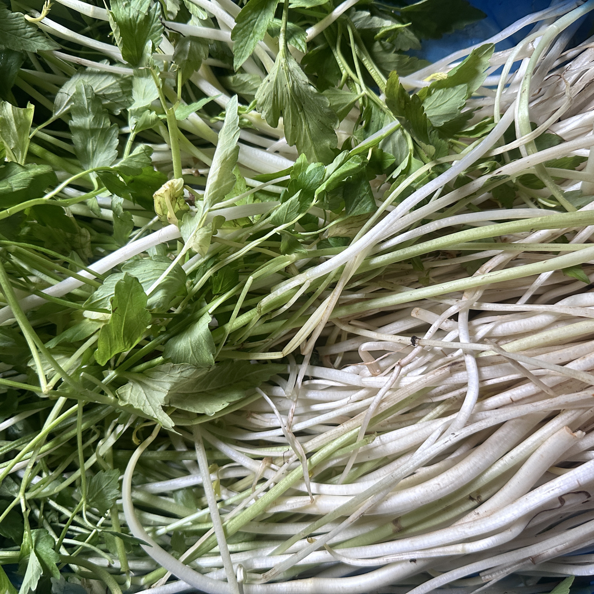 【顺丰包邮】农家新鲜芹芽菜