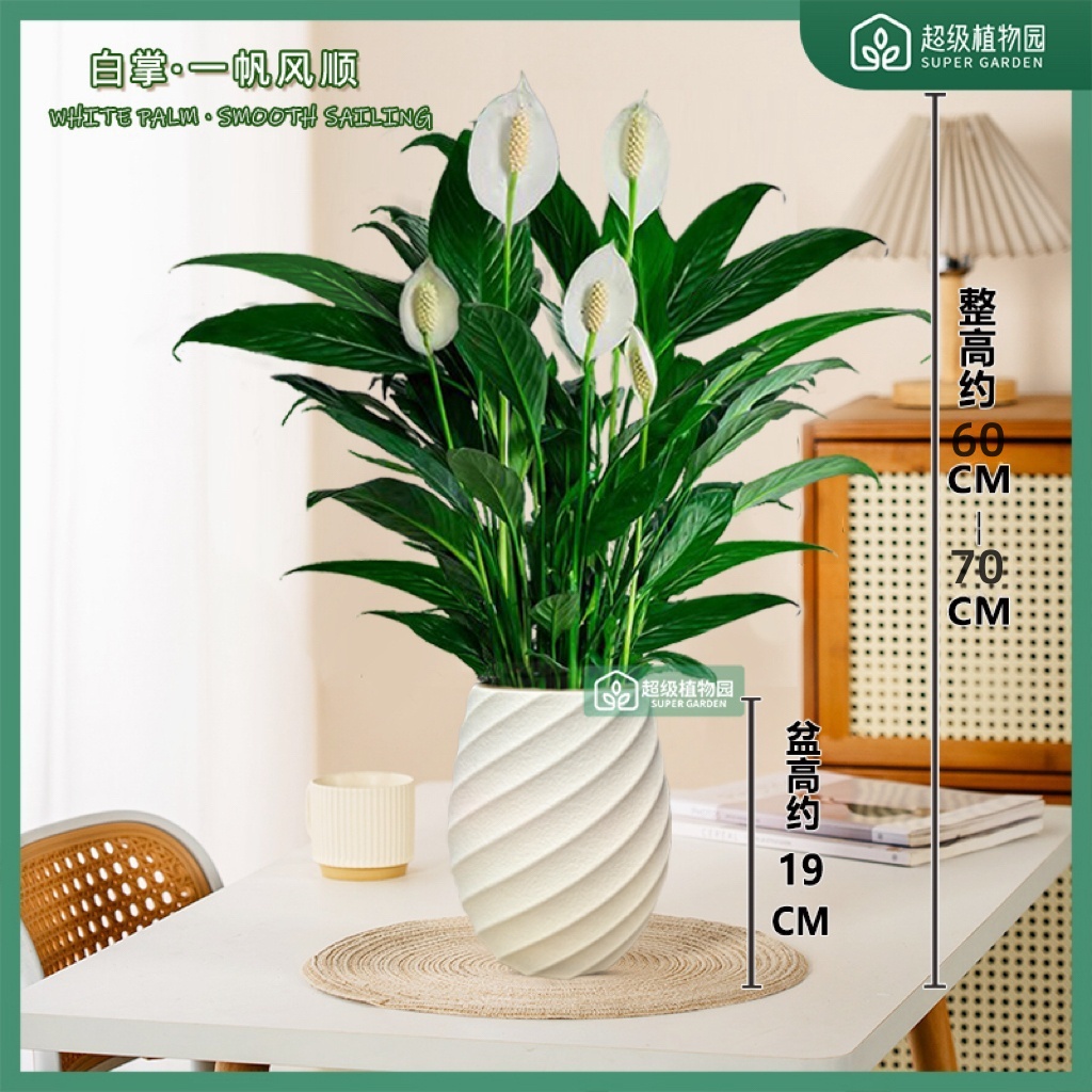 白掌水土培花卉盆栽室内净化空气植物餐厅客厅办公室四季开花绿植