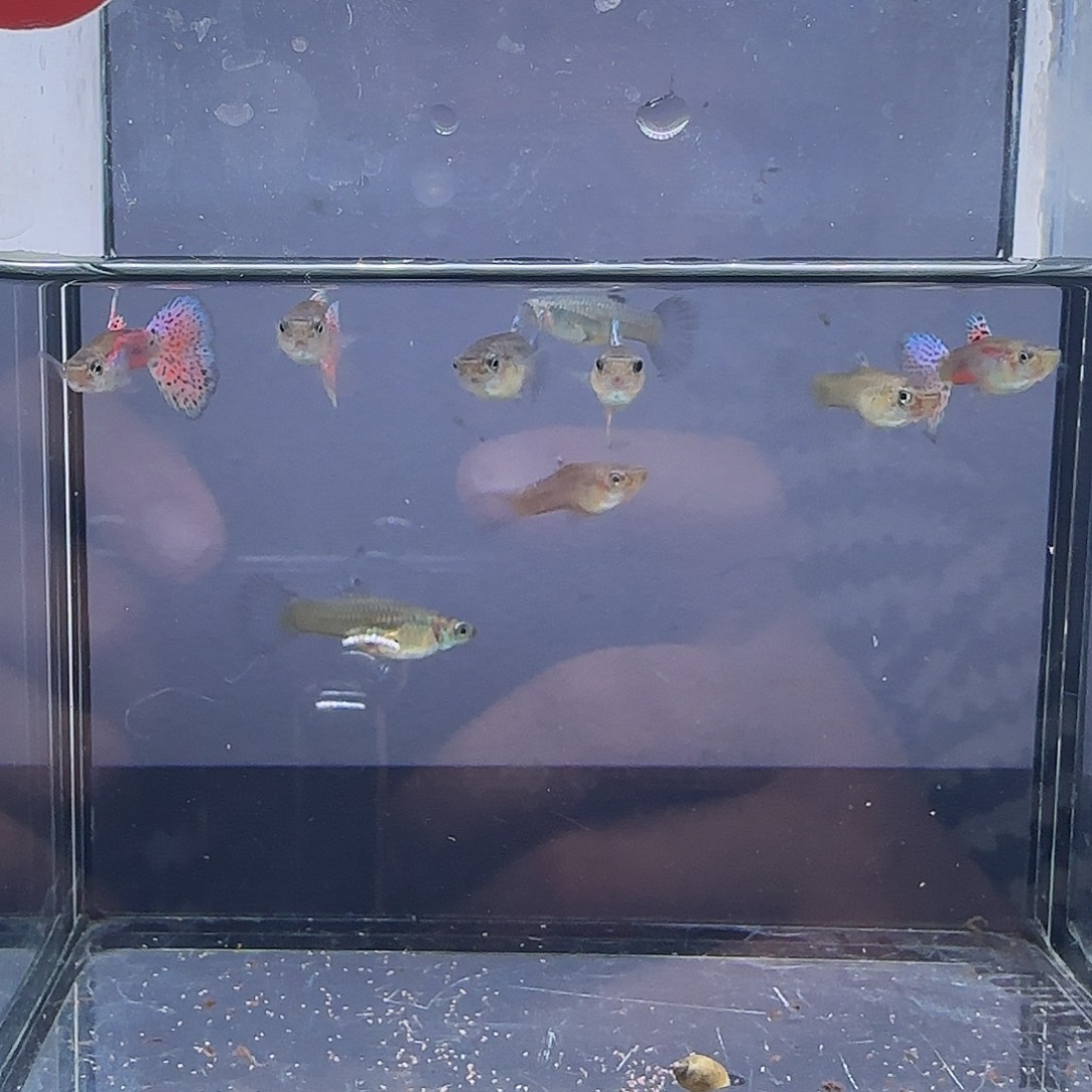 孔雀鱼红草压成4公5母