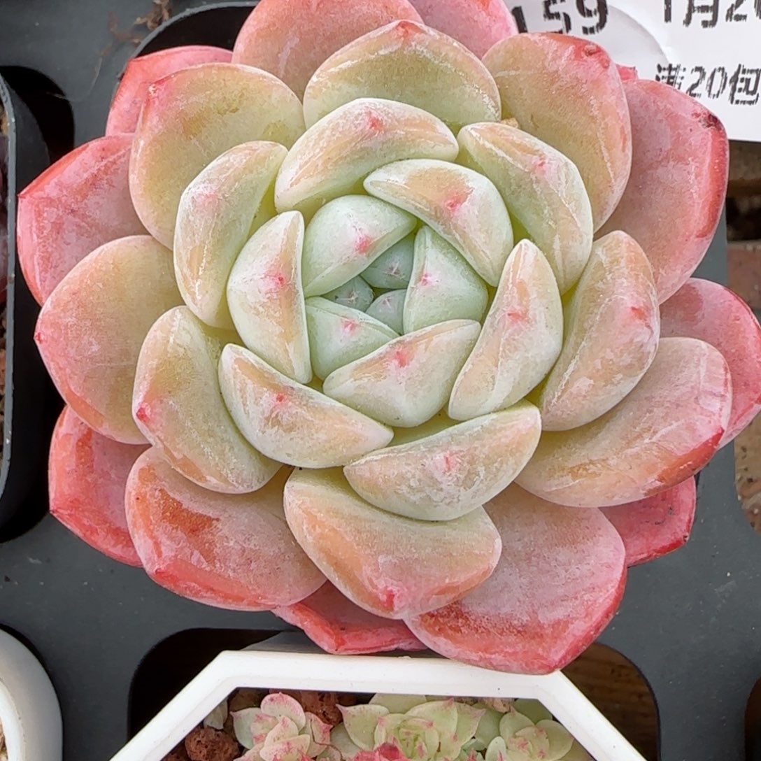 花语逸镜0126-159