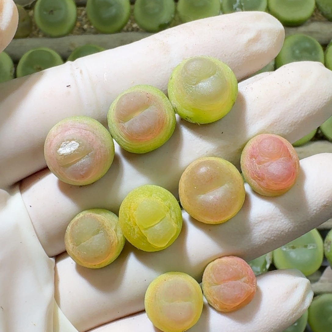 12-14-109特价福利