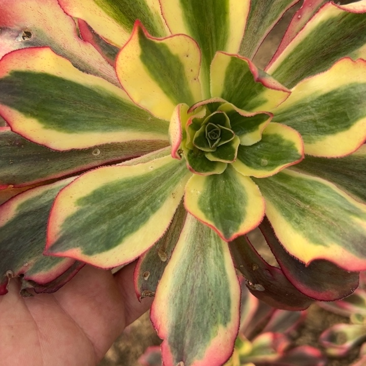 多肉植物魅影的植物