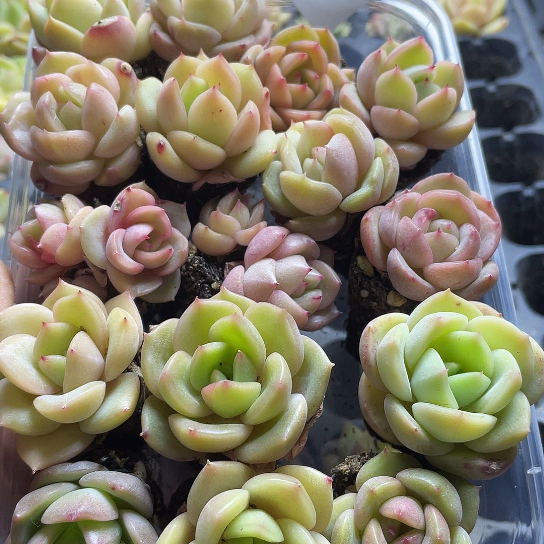 不知名一物一拍020