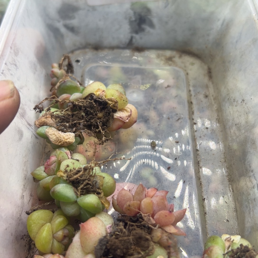 土***骨糖心多肉一物一拍40