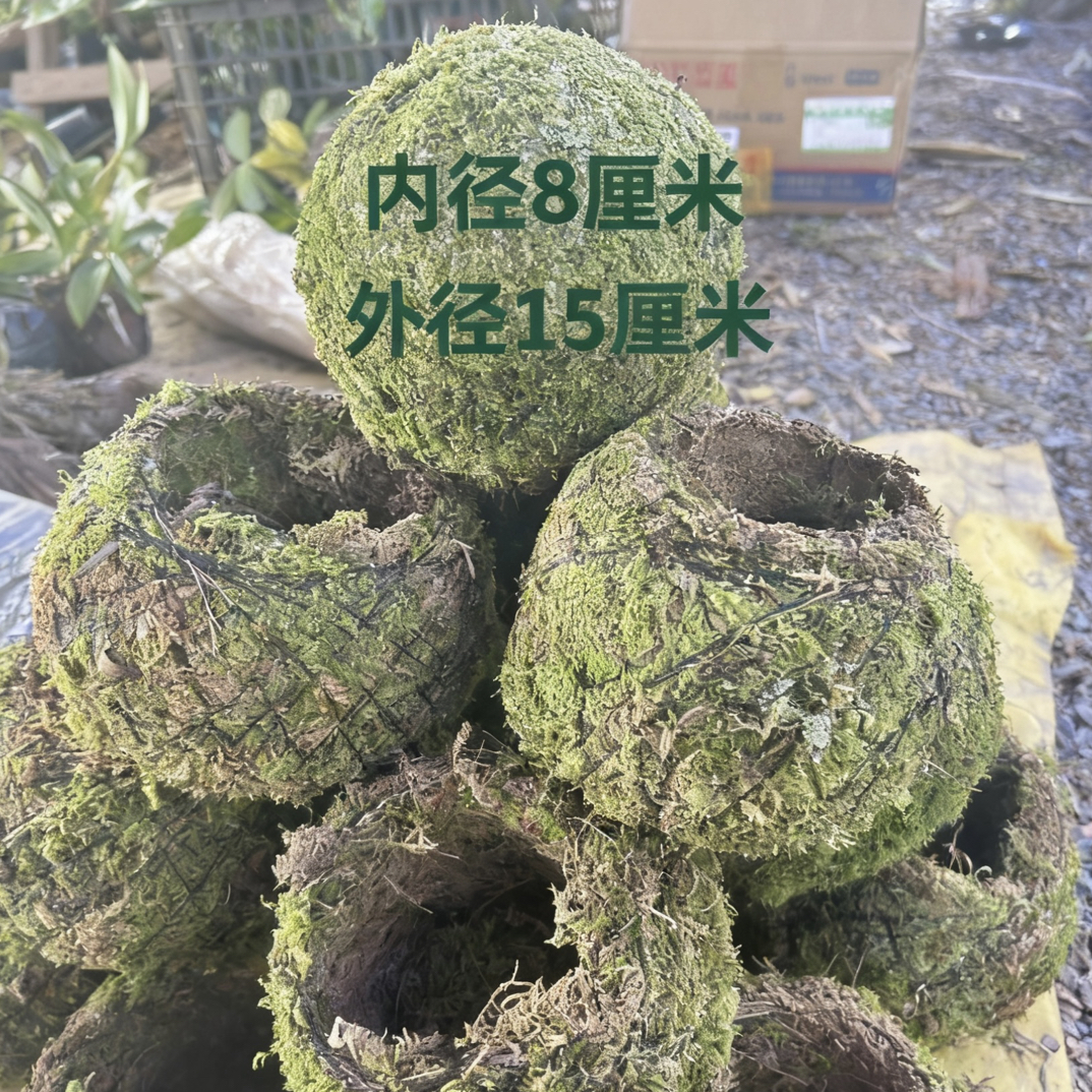 苔癣球花盆苔藓球苔藓3个装