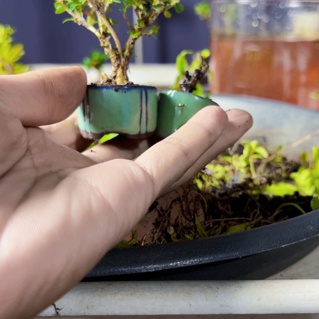 无花朵盆景11111111111