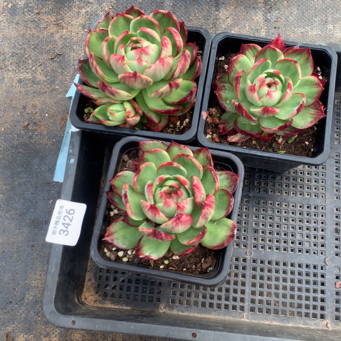 3426一物一拍3颗不售后叶片有伤