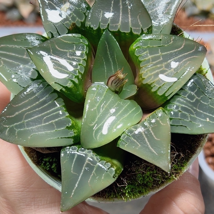 十二卷多肉啊房宫