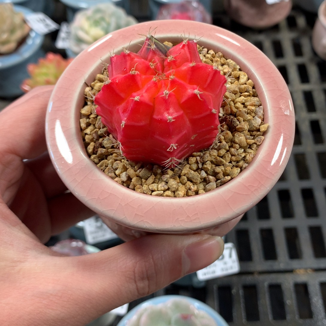 5厘米盆精控多肉2222