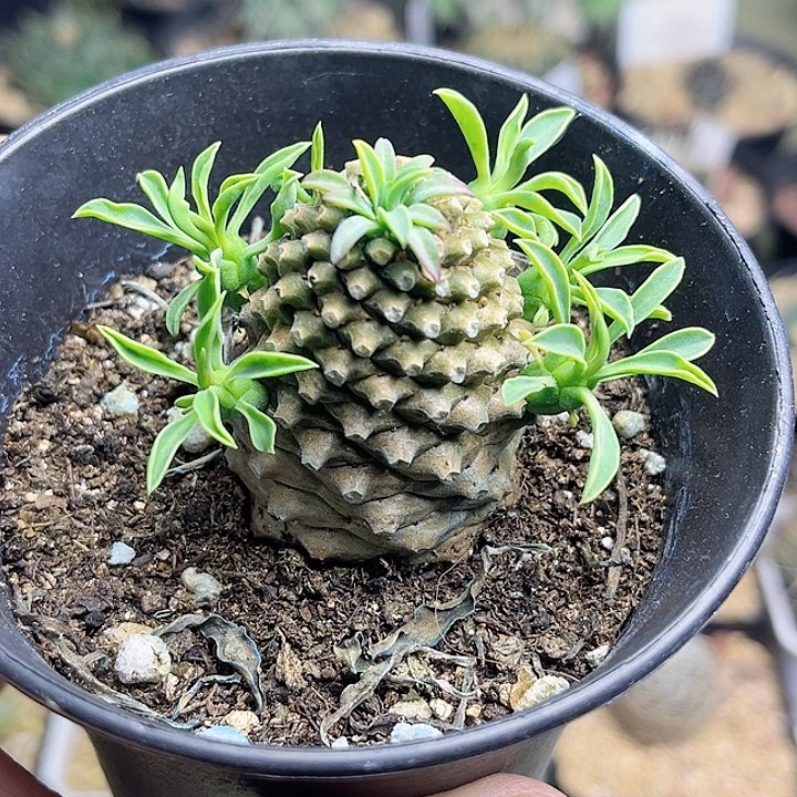 3.4公分铁甲麒麟一物一拍