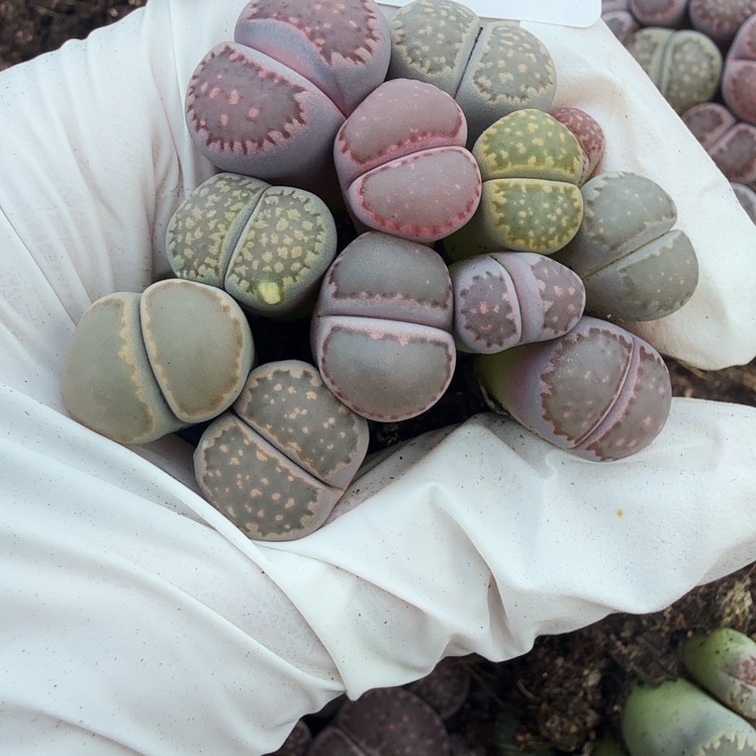 好喜欢看肖蘸唱歌跳舞打620不