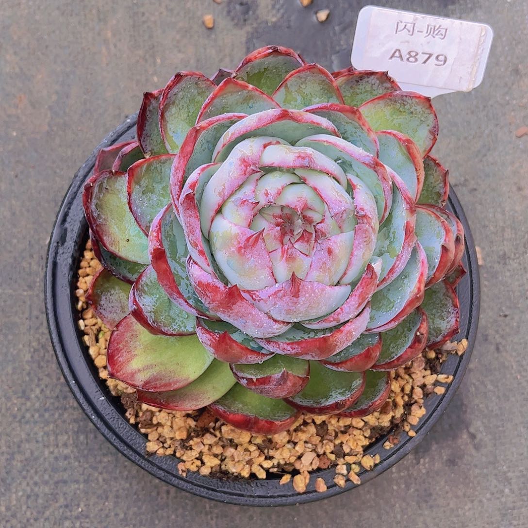 惊鸿Ａ879一颗一物一拍