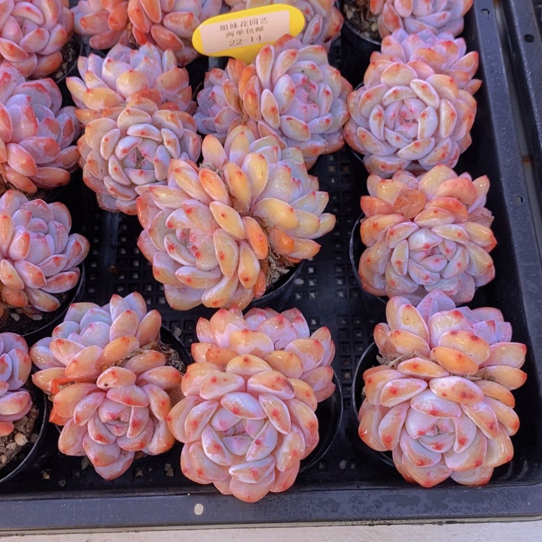 22-14-M精品奶油石榴籽星影双头买一送一