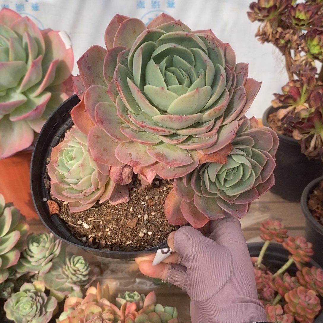 5309桃花坞一物一拍