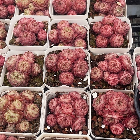 摩卡15.8一盆888888