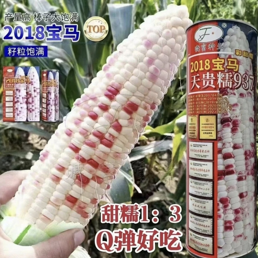 宝马2018彩甜糯玉米种子甜加糯基地大面积种