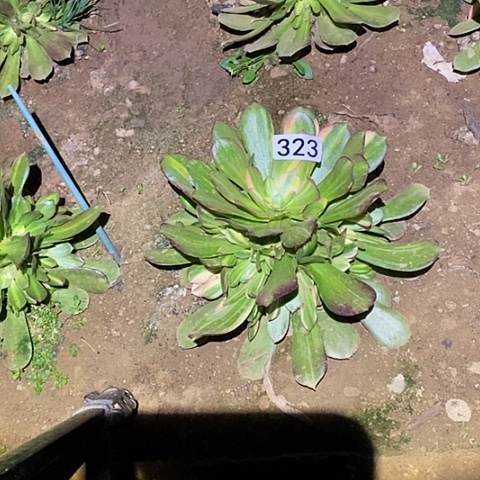 多肉植物法师323韶秀七彩