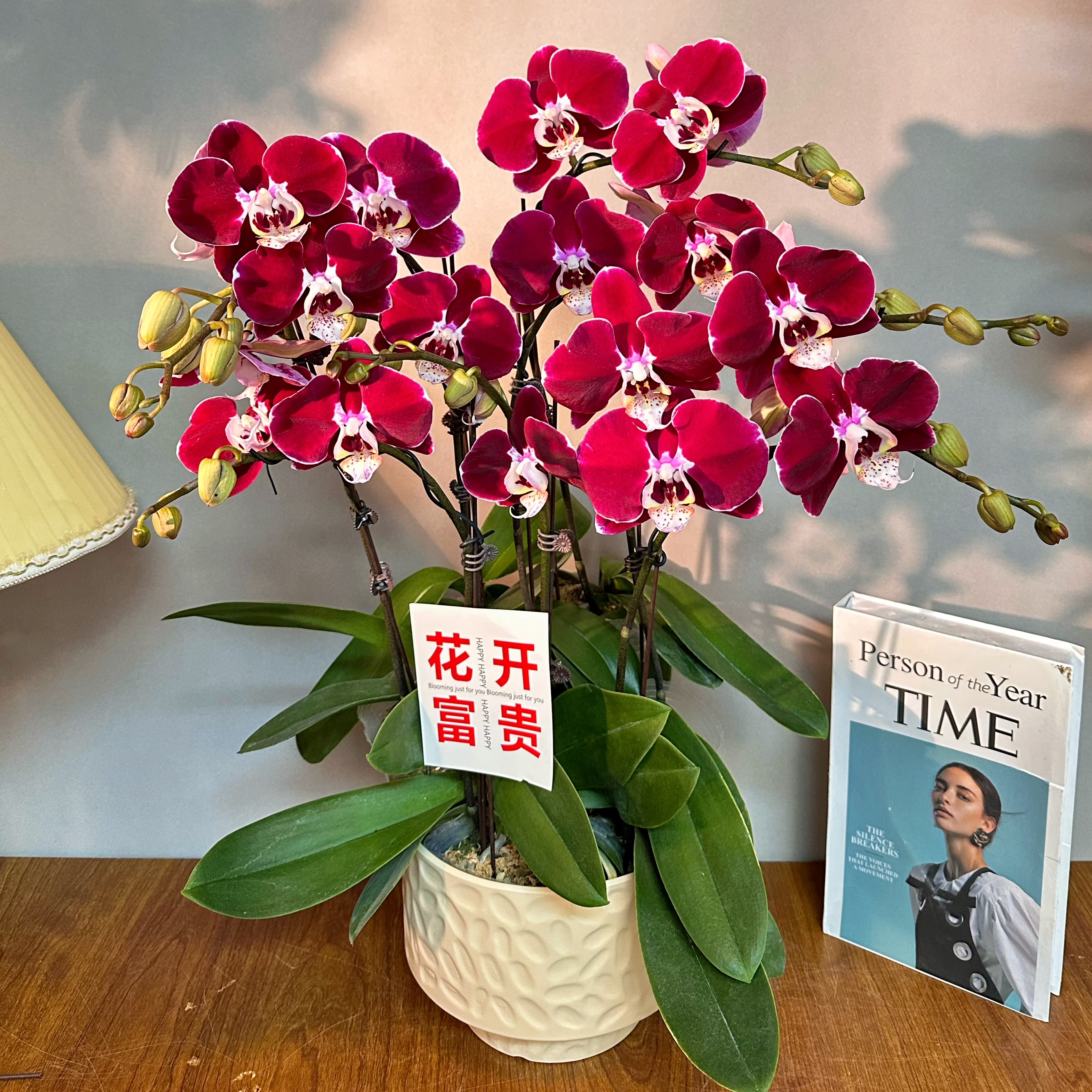 蝴蝶兰【幻影】黑红色系 高端花 耐开好养 精致轻奢组盆 室内花花