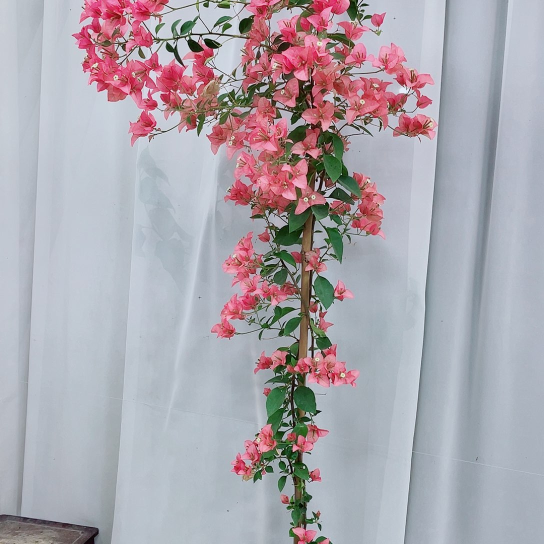 完全开放卡亚塔138米