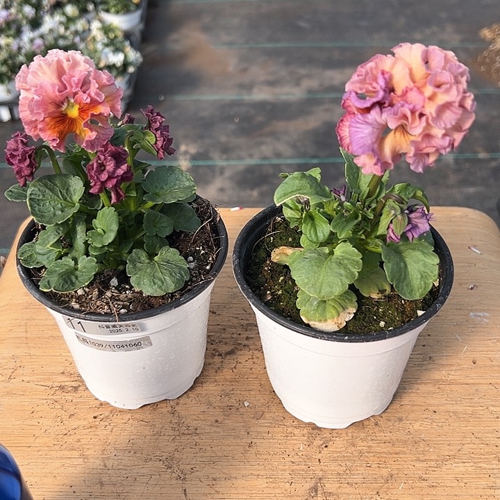 水晶抖音直播闪拍11