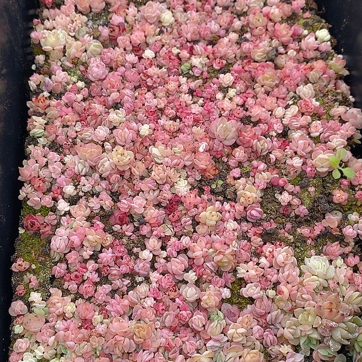 117 多肉植物组合盆栽植物