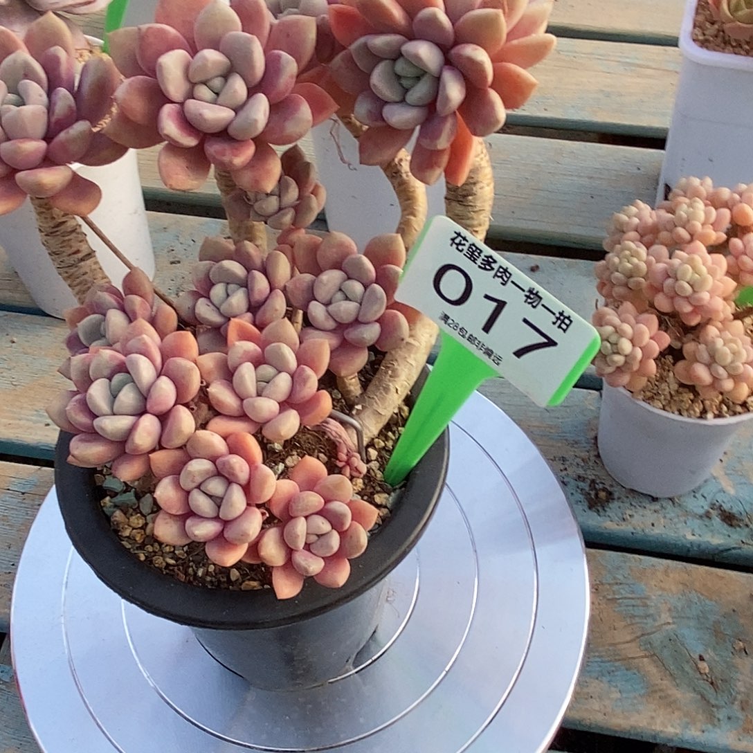 花玺多肉植物0017