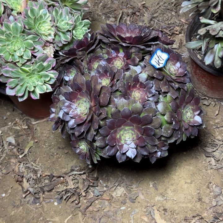 多肉植物红魔法师46