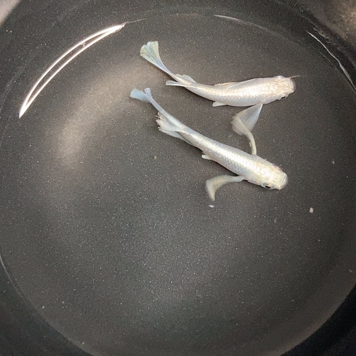 海水鱼墨子的鱼2号长鳍天使