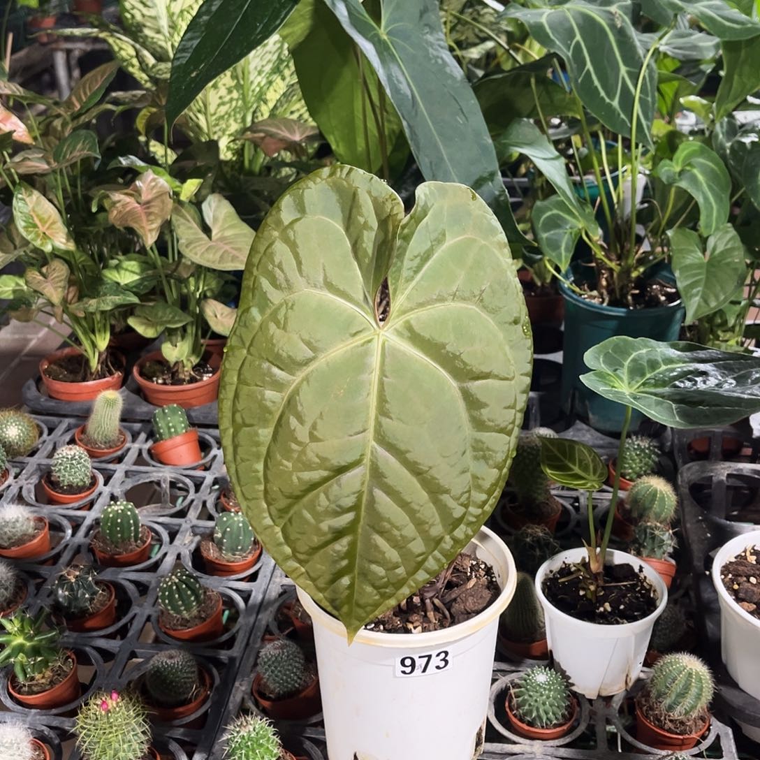完全开放973 奢华花烛