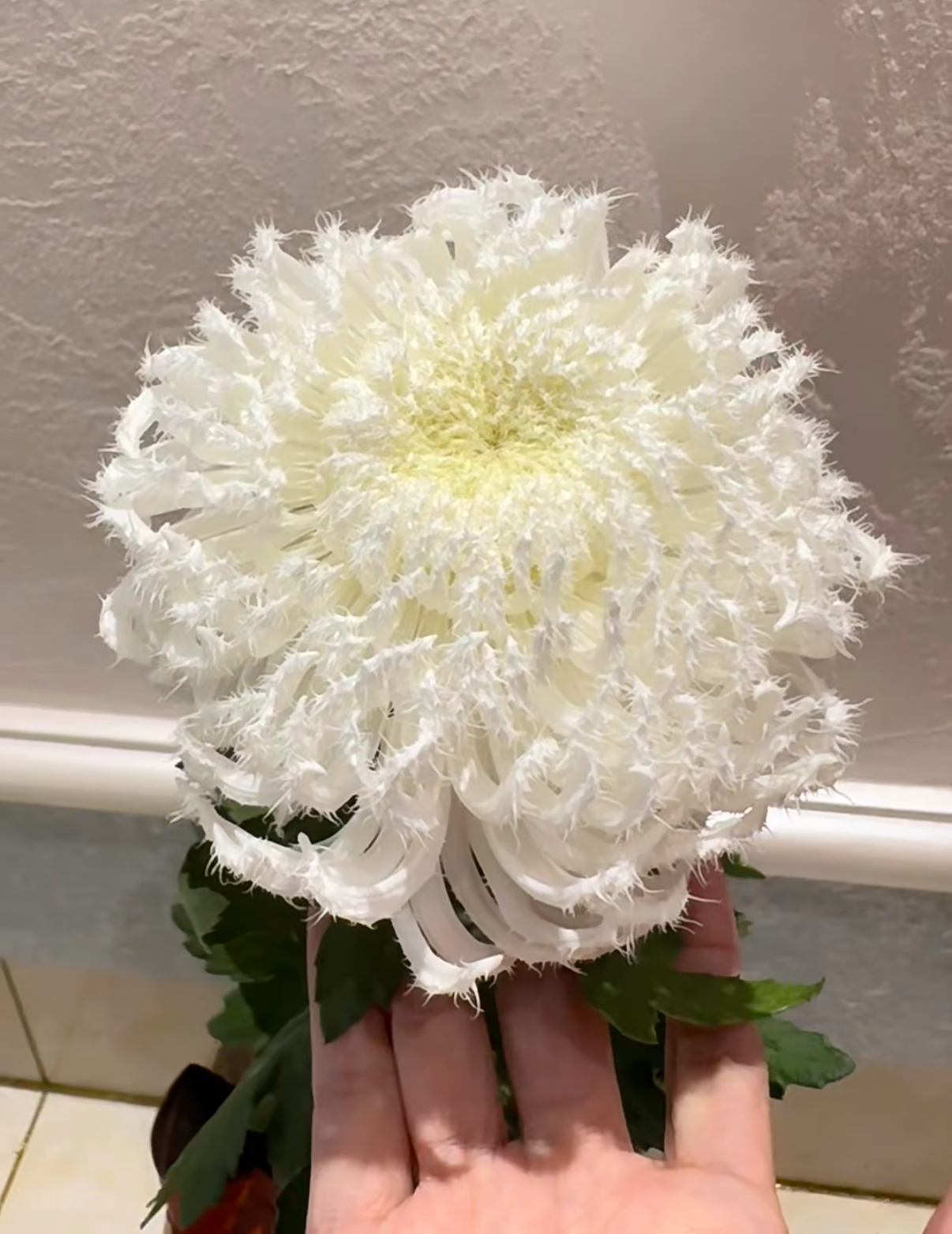 【白鹅毛】九月菊花开花宿根植物大菊花轻微掉叶不售后