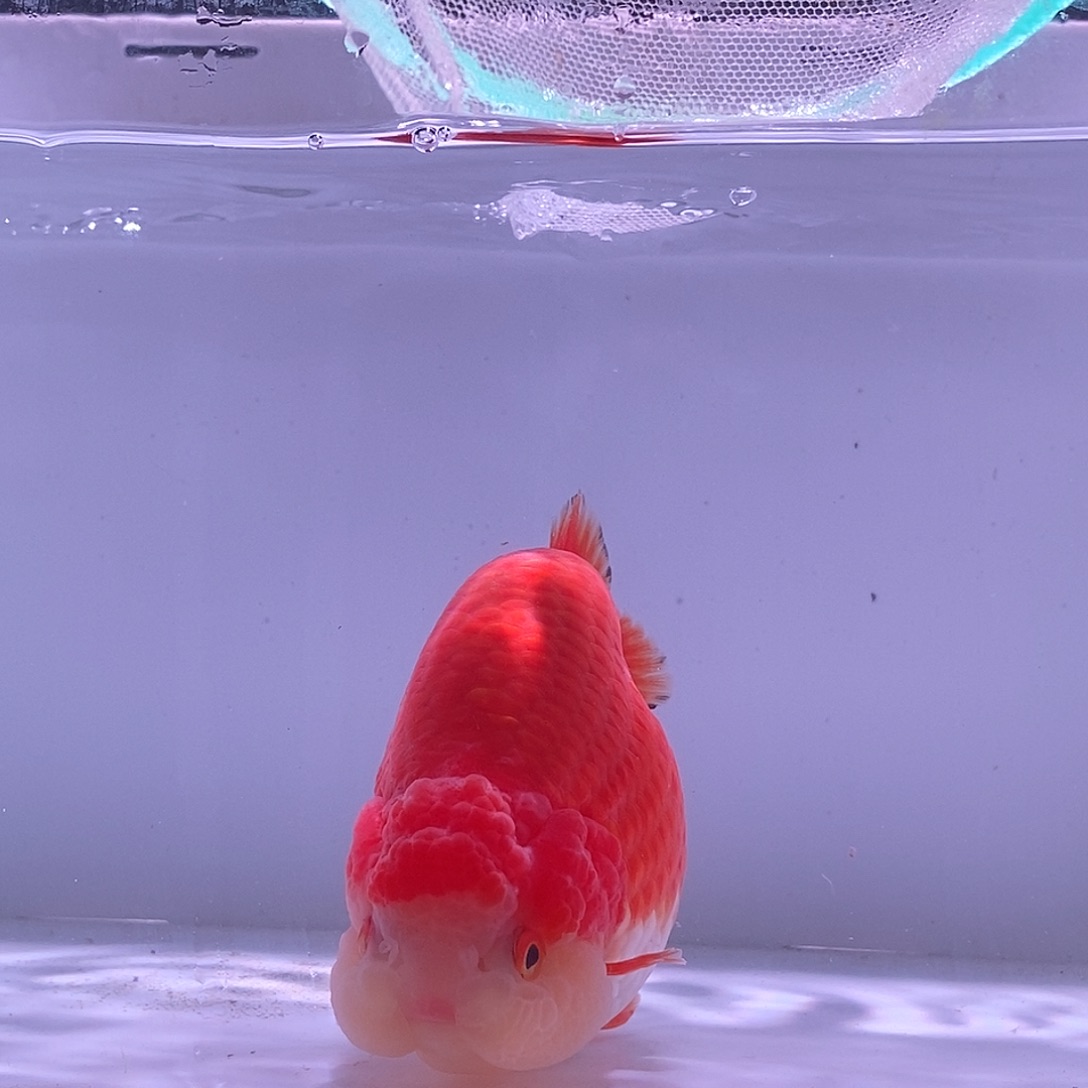 金鱼六鳍红双臀鳍小红帽红嘴