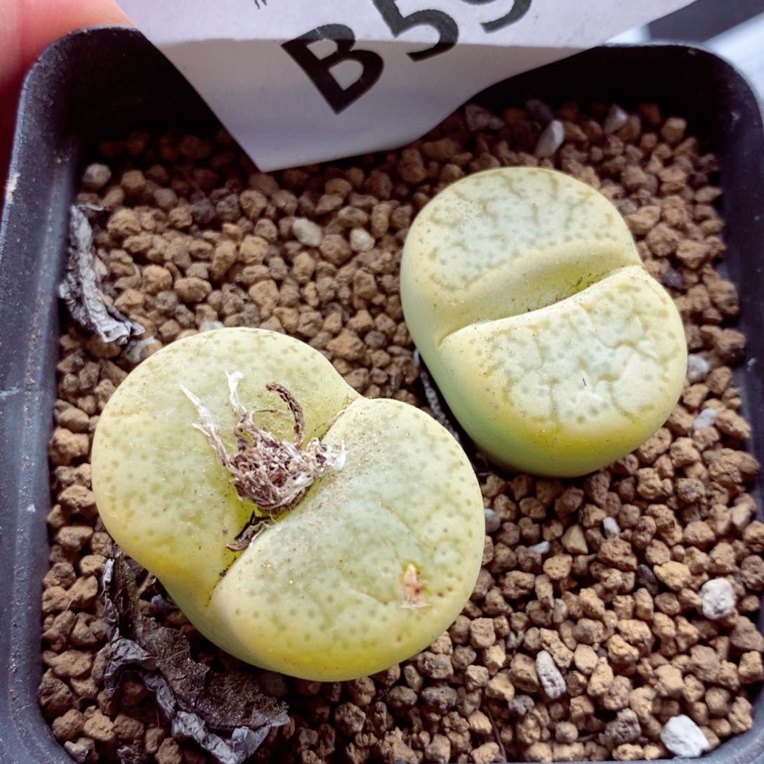 我的小姐姐们都是598