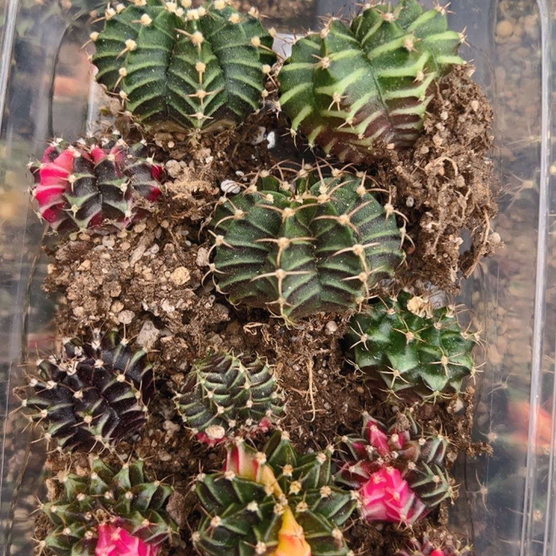 当前无花栽培后可以开花943开播福利