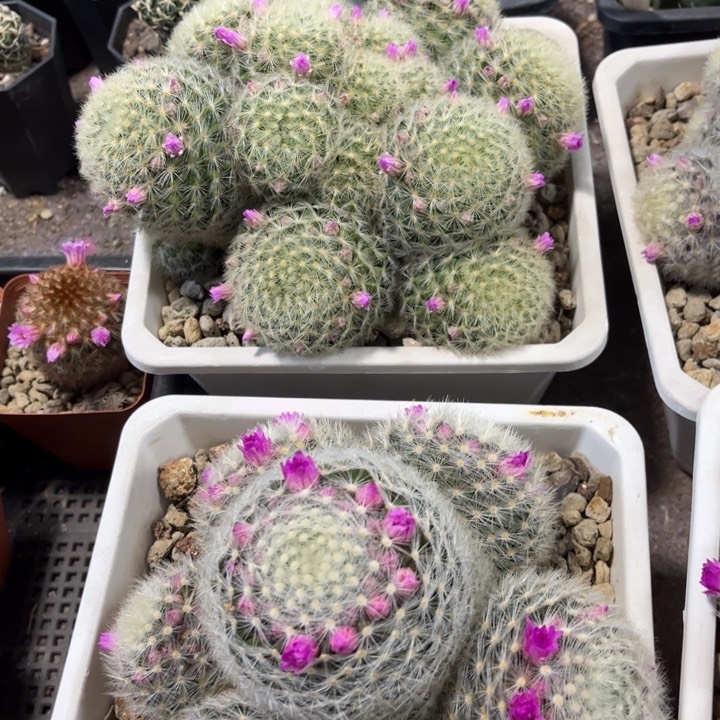 群生刘氏乳突好养皮实