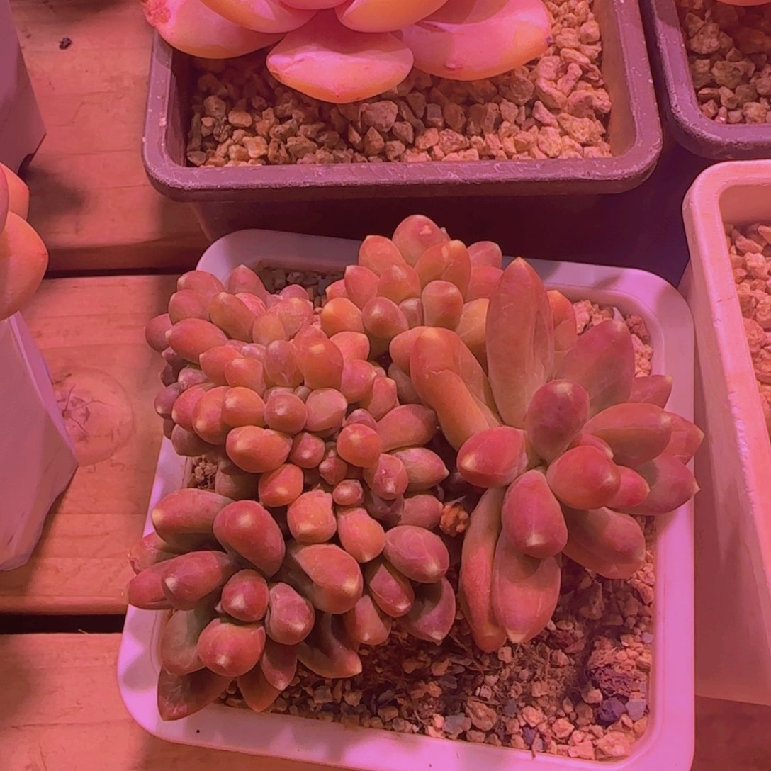 多肉植物多肉植物