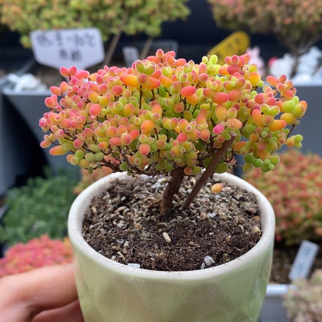 无花朵14号蜜橘糖球（带盆）