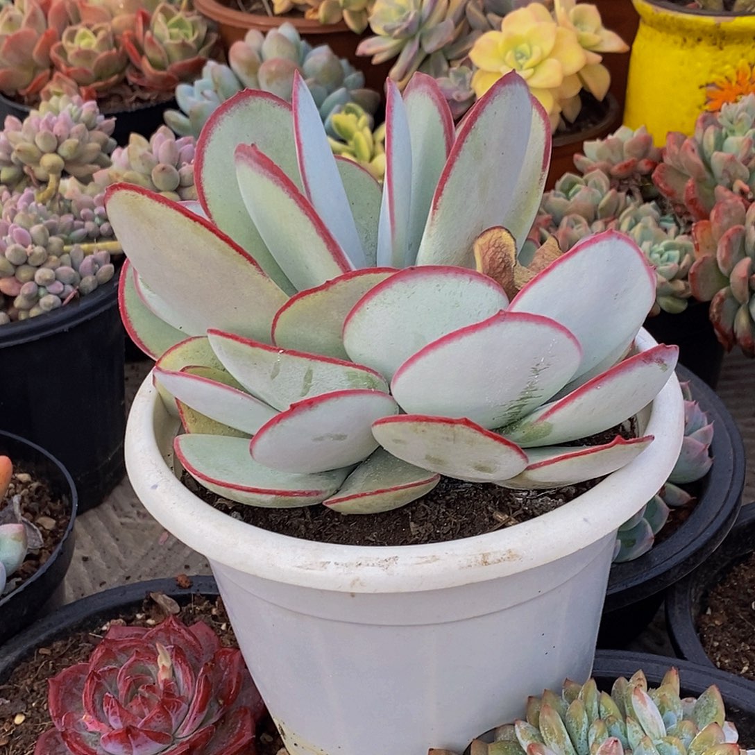 感*48包邮一物一拍多肉植物