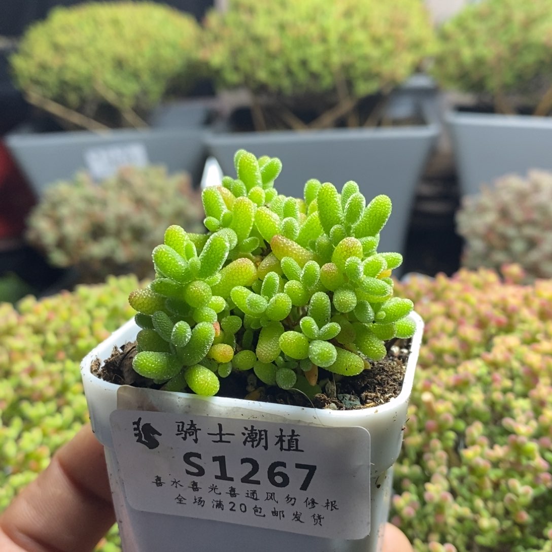 1267蜜橘糖球枝干